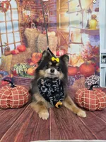 CKC Paris, a female Pomeranian for sale in Cross City, FL – 6 of 8