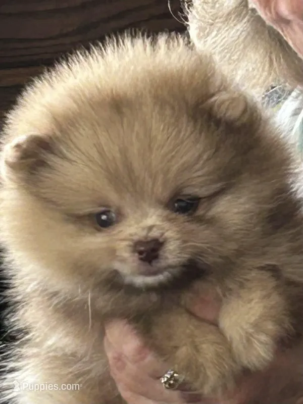 Merle  – Pomeranian puppy for sale in Florida, FL