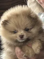 Merle , a female Pomeranian for sale in Florida, FL – Photo 1 of 10