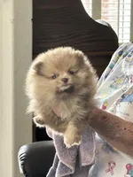 Merle , a female Pomeranian for sale in Florida, FL – Photo 6 of 10