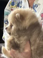 Merle , a female Pomeranian for sale in Florida, FL – Photo 2 of 10