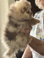 Merle , a female Pomeranian for sale in Florida, FL – Photo 4 of 10