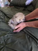 Merle , a female Pomeranian for sale in Florida, FL – Photo 9 of 10