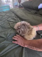 Merle , a female Pomeranian for sale in Florida, FL – Photo 10 of 10