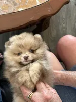 Merle , a female Pomeranian for sale in Florida, FL – Photo 7 of 10