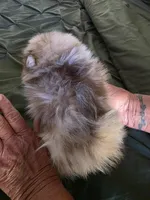 Merle , a female Pomeranian for sale in Florida, FL – Photo 8 of 10