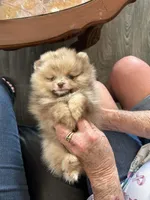 Merle , a female Pomeranian for sale in Florida, FL – Photo 5 of 10