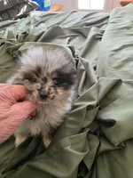 AKC MERLE , a male Pomeranian for sale in Cross City, FL – 4 of 4