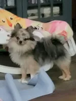 Payton boy, a male Pomeranian for sale in Florida, FL – Photo 6 of 6