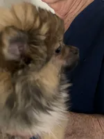 Payton boy, a male Pomeranian for sale in Florida, FL – Photo 3 of 6