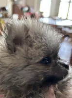 Baby Lee, a male Pomeranian for sale in Florida, FL – 2 of 4