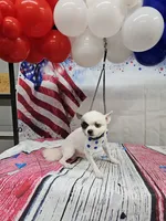 Scooter , a male Pomeranian for sale in Florida, FL – 3 of 8