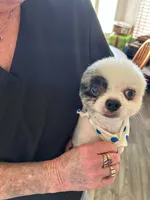 CKC Scooter , a male Pomeranian for sale in Florida, FL – 8 of 10