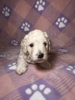 Cosmo green collar male, a male Cockapoo and Poodle - Miniature  for sale in Yuma, AZ – 9 of 9