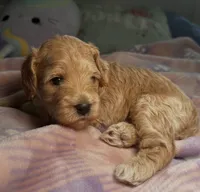 Wanda Beautiful Cockapoo, a female Cockapoo and Poodle - Miniature  for sale in Yuma, AZ – 6 of 7