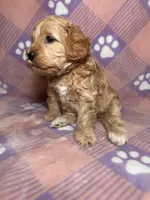 Wanda Beautiful Cockapoo, a female Cockapoo and Poodle - Miniature  for sale in Yuma, AZ – 5 of 7