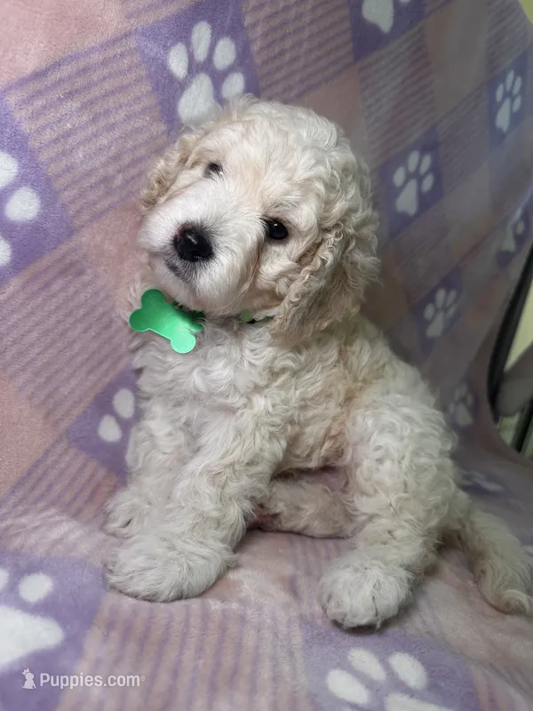 Cosmo green collar male – Cockapoo, Poodle - Miniature  puppy for sale in Yuma, AZ
