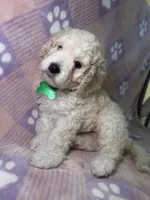 Cosmo green collar male, a male Cockapoo and Poodle - Miniature  for sale in Yuma, AZ – 1 of 9