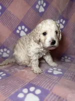 Cosmo green collar male, a male Cockapoo and Poodle - Miniature  for sale in Yuma, AZ – 4 of 9