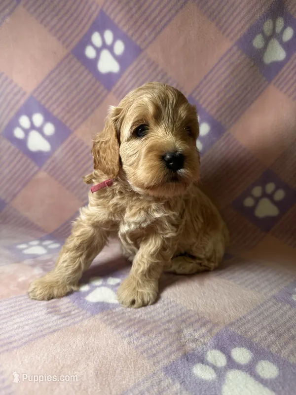 Wanda Beautiful Cockapoo – Cockapoo, Poodle - Miniature  puppy for sale in Yuma, AZ