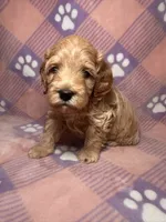 Wanda Beautiful Cockapoo, a female Cockapoo and Poodle - Miniature  for sale in Yuma, AZ – 3 of 7