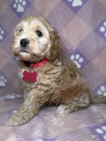 Wanda Beautiful Cockapoo, a female Cockapoo and Poodle - Miniature  for sale in Yuma, AZ – 7 of 7