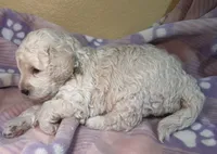 Cosmo green collar male, a male Cockapoo and Poodle - Miniature  for sale in Yuma, AZ – 6 of 9