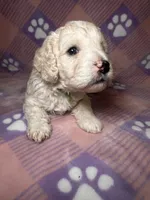 Cosmo green collar male, a male Cockapoo and Poodle - Miniature  for sale in Yuma, AZ – 5 of 9