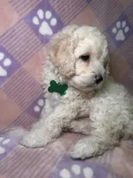 Cosmo green collar male, a male Cockapoo and Poodle - Miniature  for sale in Yuma, AZ – 3 of 9
