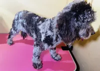 Darla, a female Cockapoo for sale in Yuma, AZ – 2 of 3