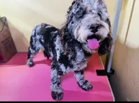 Darla, a female Cockapoo for sale in Yuma, AZ – 3 of 3