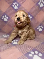 Wanda Beautiful Cockapoo, a female Cockapoo and Poodle - Miniature  for sale in Yuma, AZ – 2 of 7