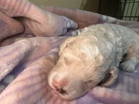 Cosmo green collar male, a male Cockapoo and Poodle - Miniature  for sale in Yuma, AZ – 8 of 9