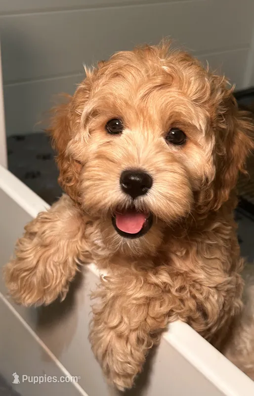 Wanda Beautiful Cockapoo – Cockapoo, Poodle - Miniature  puppy for sale in Yuma, AZ