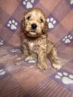 Wanda Beautiful Cockapoo, a female Cockapoo and Poodle - Miniature  for sale in Yuma, AZ – 4 of 7