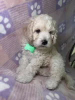 Cosmo green collar male, a male Cockapoo and Poodle - Miniature  for sale in Yuma, AZ – 2 of 9