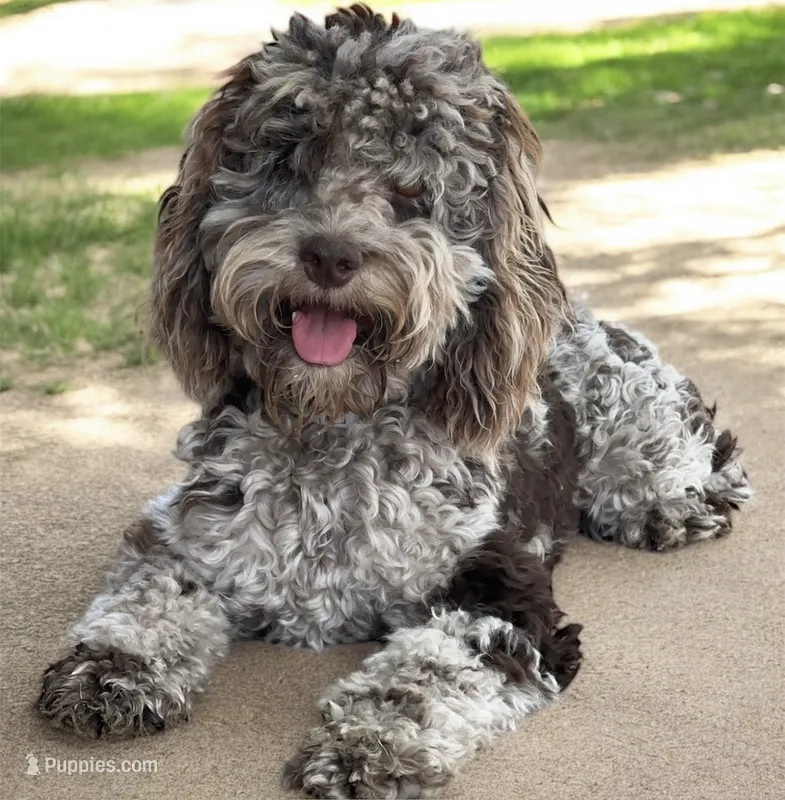Darla – Cockapoo puppy for sale in Yuma, AZ
