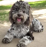 Darla, a female Cockapoo for sale in Yuma, AZ – 1 of 3