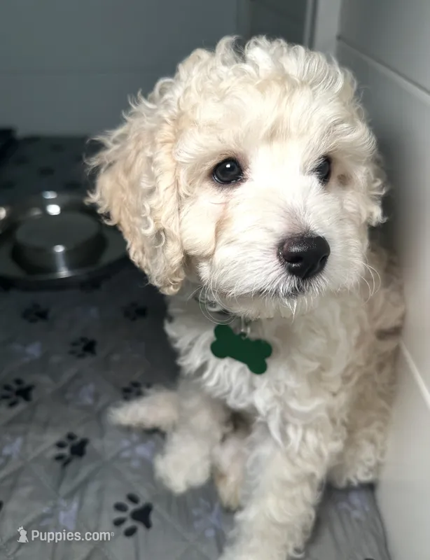 Cosmo green collar male – Cockapoo, Poodle - Miniature  puppy for sale in Yuma, AZ