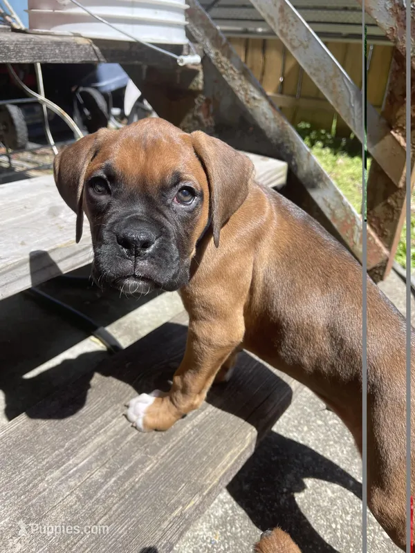 Boy – Boxer puppy for sale in New Jersey, NJ