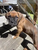 Boy, a male Boxer for sale in New Jersey, NJ – Photo 1 of 2