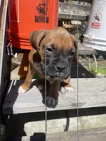 Boy, a male Boxer for sale in New Jersey, NJ – Photo 2 of 2