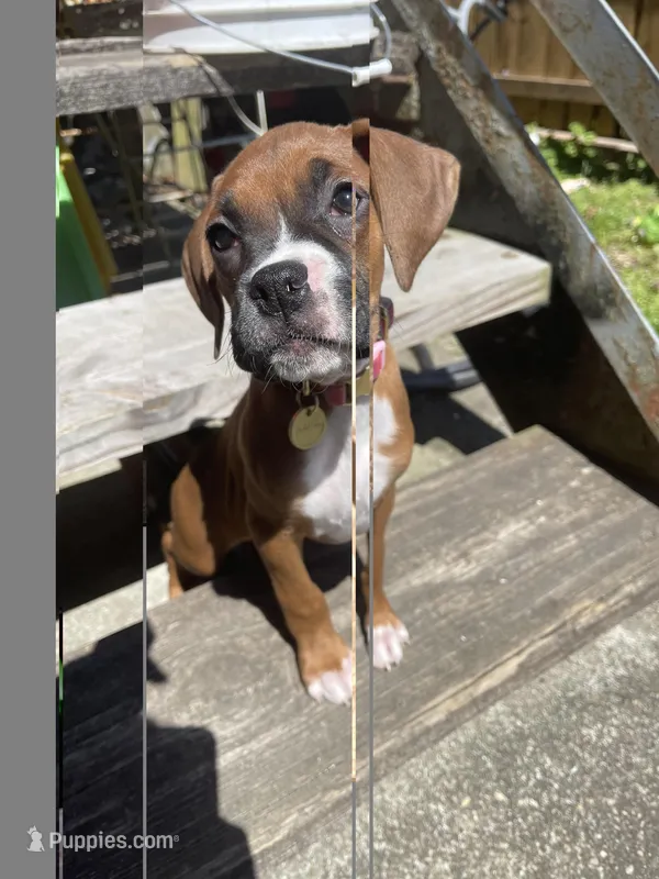 Girl – Boxer puppy for sale in New Jersey, NJ