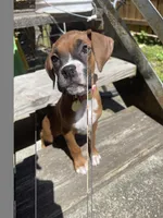 Girl, a female Boxer for sale in New Jersey, NJ – Photo 1 of 2