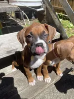 Girl, a female Boxer for sale in New Jersey, NJ – Photo 2 of 2