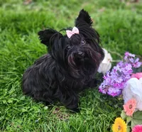 Lady, a female Yorkshire Terrier for sale in Clover, SC – Photo 3 of 3