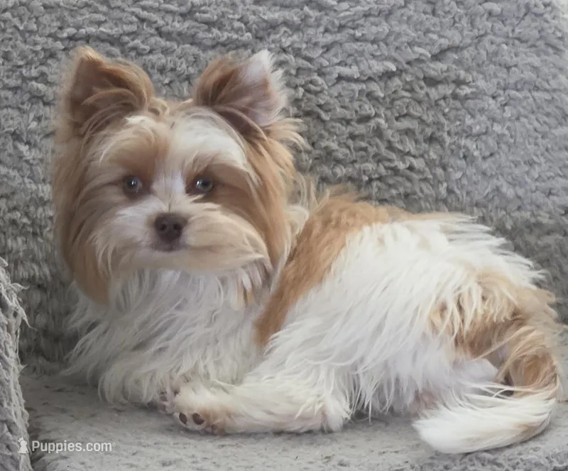 Woody – Yorkshire Terrier puppy for sale in Clover, SC