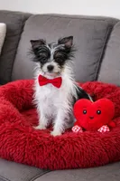 Rex, a male Yorkshire Terrier for sale in Clover, SC – Photo 2 of 3