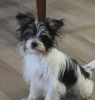 Rex, a male Yorkshire Terrier for sale in Clover, SC – Photo 1 of 3