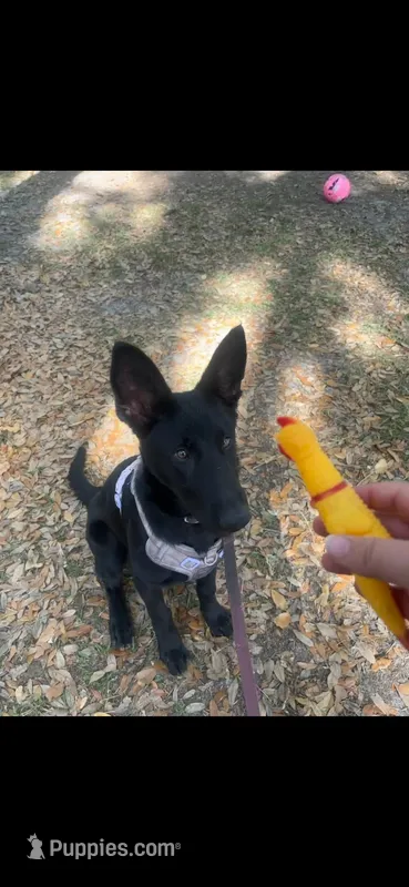 Halo – German Shepherd Dog puppy for sale in Zephyrhills, FL